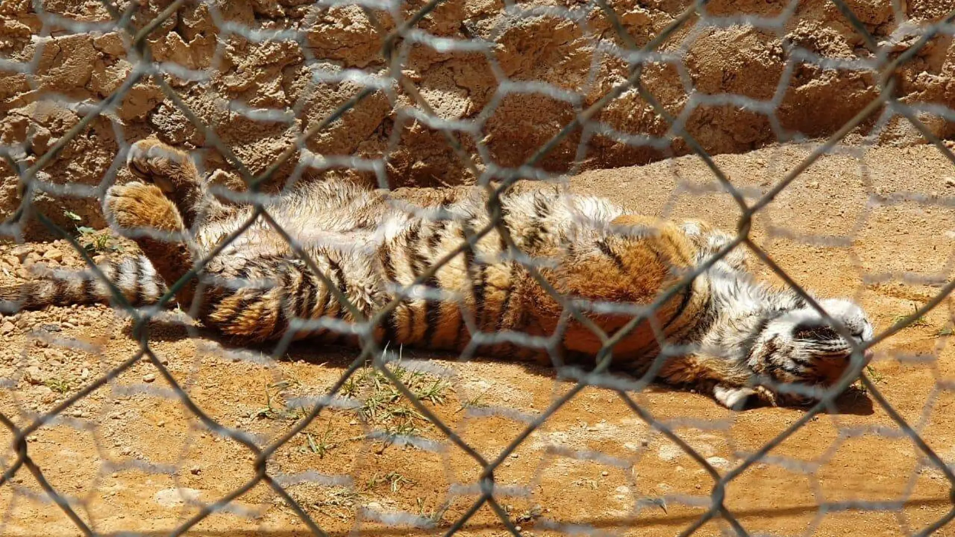 3  TIGRE _ CORTESÌA ZOOLOGIACO MUNICIPAL 